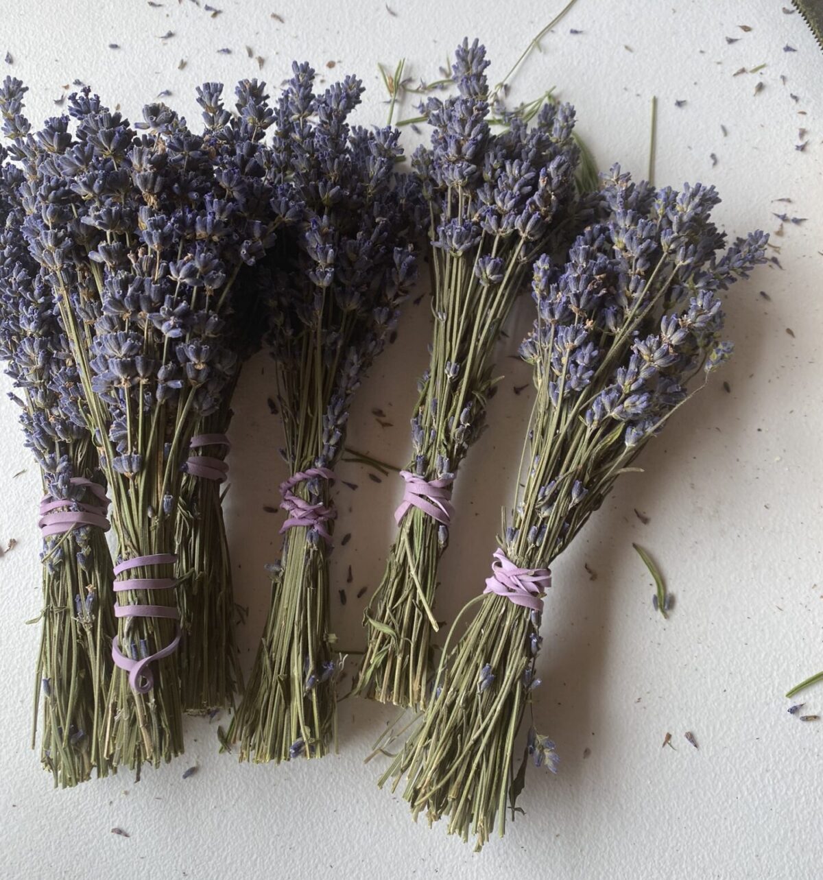 Organic Culinary Super Blue Lavender Herb